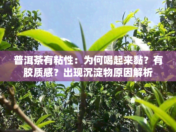 普洱茶有粘性：为何喝起来黏？有胶质感？出现沉淀物原因解析