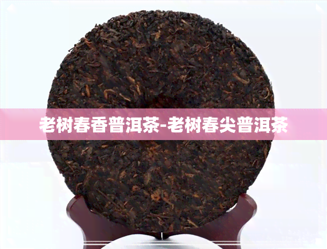 老树春香普洱茶-老树春尖普洱茶