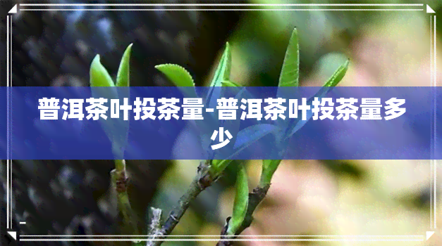 普洱茶叶投茶量-普洱茶叶投茶量多少