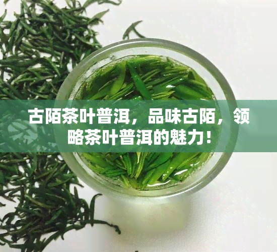 古陌茶叶普洱，品味古陌，领略茶叶普洱的魅力！