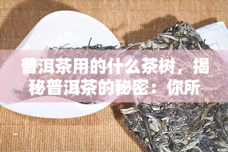 普洱茶用的什么茶树，揭秘普洱茶的秘密：你所不知道的普洱茶树种类