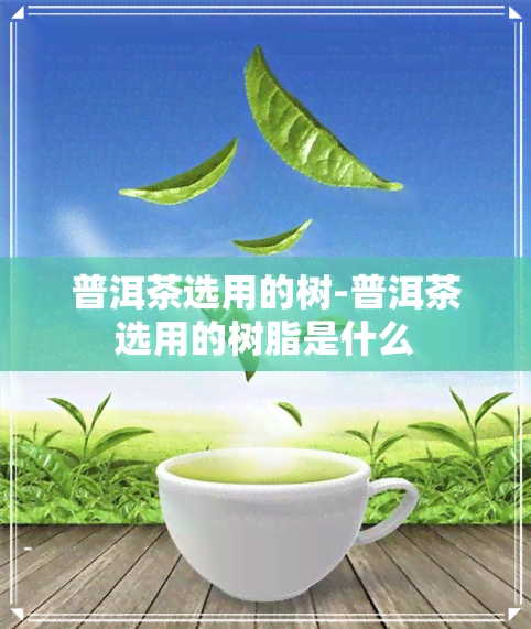 普洱茶选用的树-普洱茶选用的树脂是什么