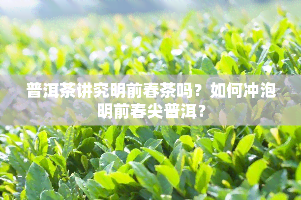 普洱茶讲究明前春茶吗？如何冲泡明前春尖普洱？