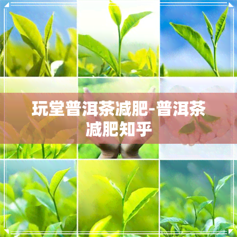 玩堂普洱茶减肥-普洱茶减肥知乎