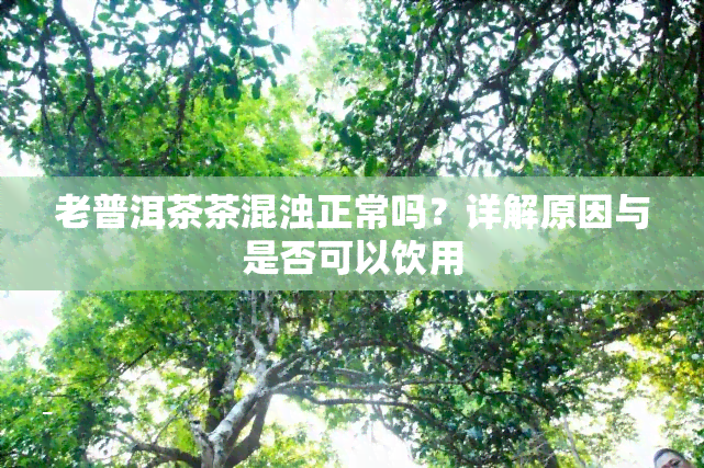 老普洱茶茶混浊正常吗？详解原因与是否可以饮用