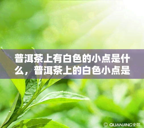 普洱茶上有白色的小点是什么，普洱茶上的白色小点是什么？揭开神秘面纱！