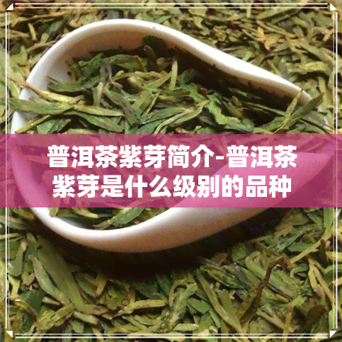 普洱茶紫芽简介-普洱茶紫芽是什么级别的品种