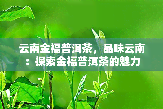 云南金福普洱茶，品味云南：探索金福普洱茶的魅力