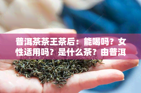 普洱茶茶王茶后：能喝吗？女性适用吗？是什么茶？由普洱茶王茶业集团股份出品