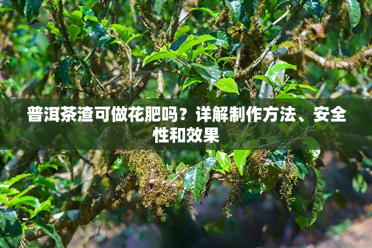 普洱茶渣可做花肥吗？详解制作方法、安全性和效果