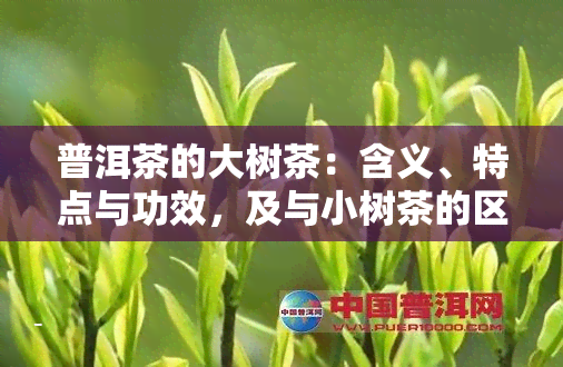 普洱茶的大树茶：含义、特点与功效，及与小树茶的区别