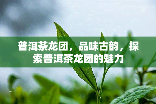 普洱茶龙团，品味古韵，探索普洱茶龙团的魅力