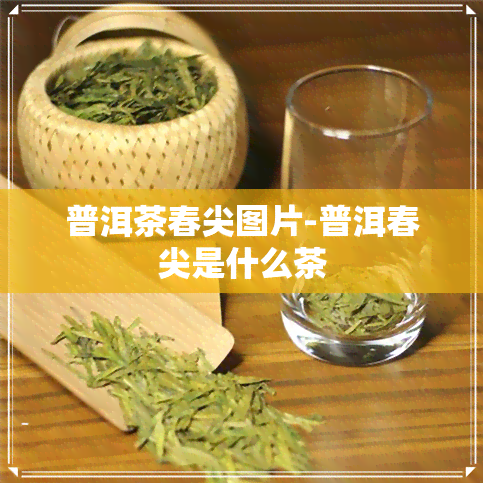 普洱茶春尖图片-普洱春尖是什么茶