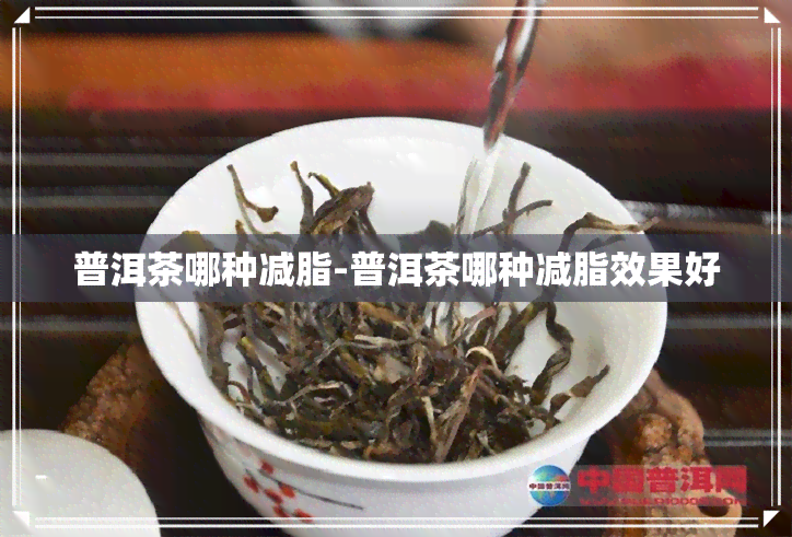 普洱茶哪种减脂-普洱茶哪种减脂效果好