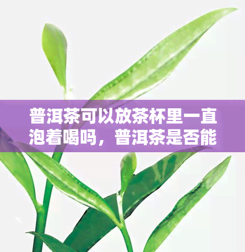 普洱茶可以放茶杯里一直泡着喝吗，普洱茶是否能长时间放在茶杯中浸泡？