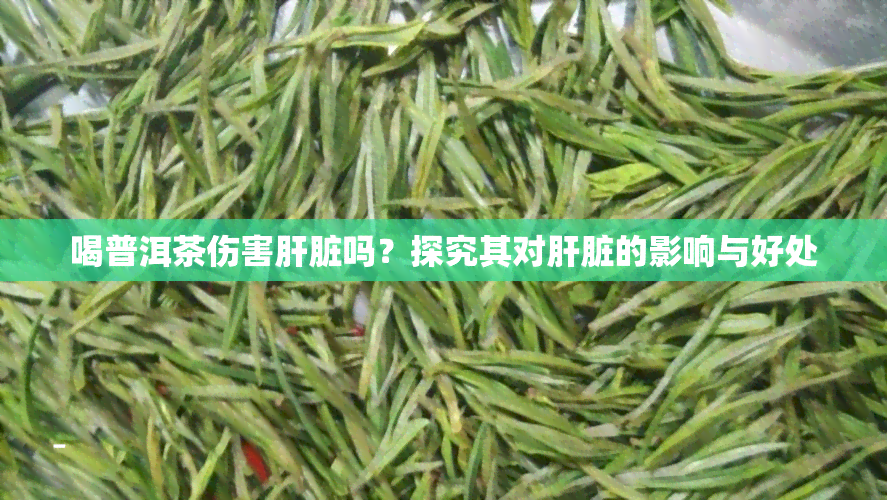 喝普洱茶伤害肝脏吗？探究其对肝脏的影响与好处