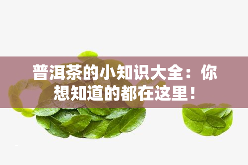 普洱茶的小知识大全：你想知道的都在这里！