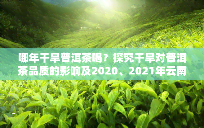 哪年干旱普洱茶喝？探究干旱对普洱茶品质的影响及2020、2021年云南干旱对普洱茶产量的影响