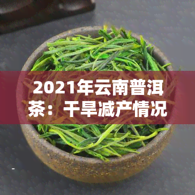 2021年云南普洱茶：干旱减产情况如何？