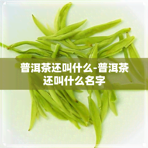 普洱茶还叫什么-普洱茶还叫什么名字