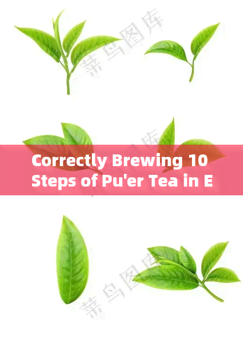 Correctly Brewing 10 Steps of Pu'er Tea in English - Video Tutorial