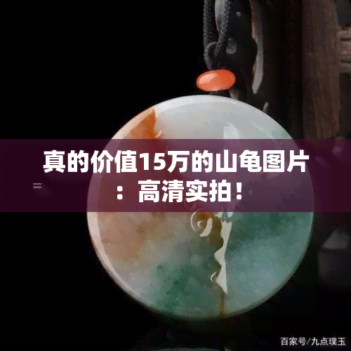 真的价值15万的山龟图片：高清实拍！