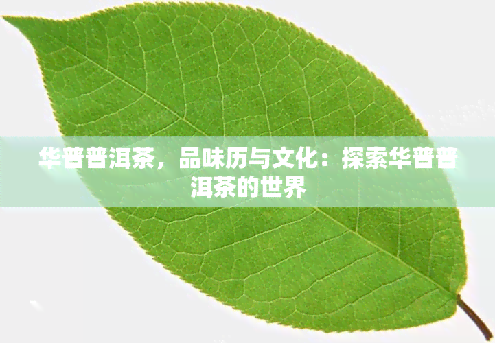 华普普洱茶，品味历与文化：探索华普普洱茶的世界