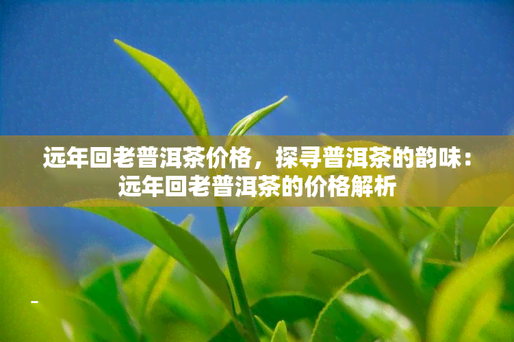 远年回老普洱茶价格，探寻普洱茶的韵味：远年回老普洱茶的价格解析