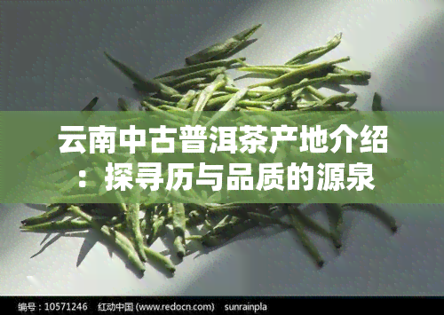 云南中古普洱茶产地介绍：探寻历与品质的源泉