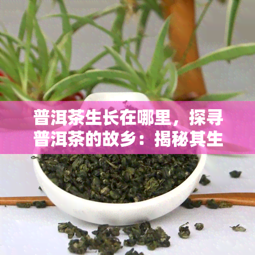 普洱茶生长在哪里，探寻普洱茶的故乡：揭秘其生长环境与地域特色