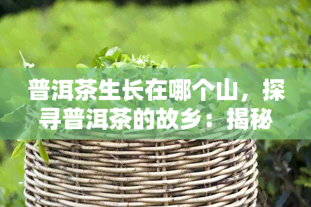 普洱茶生长在哪个山，探寻普洱茶的故乡：揭秘普洱茶生长的山脉