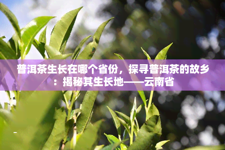 普洱茶生长在哪个省份，探寻普洱茶的故乡：揭秘其生长地——云南省