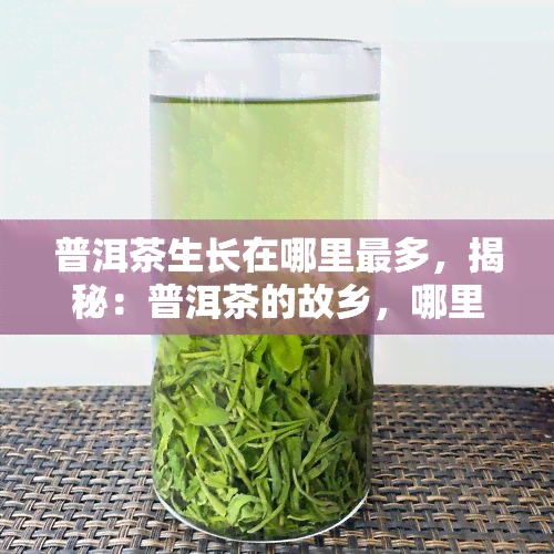 普洱茶生长在哪里最多，揭秘：普洱茶的故乡，哪里是它的主要产地？