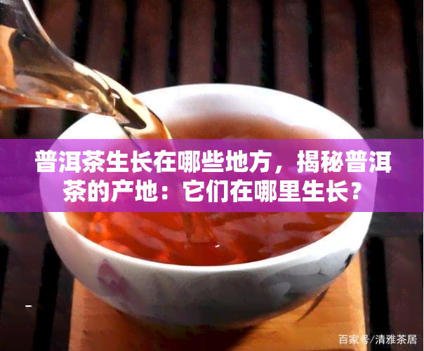 普洱茶生长在哪些地方，揭秘普洱茶的产地：它们在哪里生长？