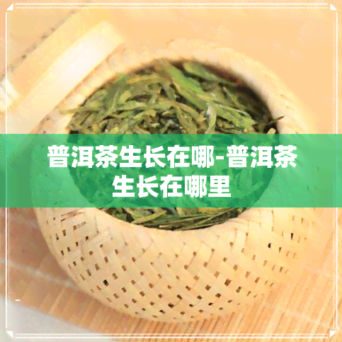 普洱茶生长在哪-普洱茶生长在哪里