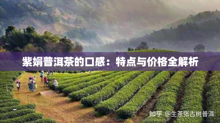 紫娟普洱茶的口感：特点与价格全解析