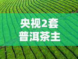 央视2套普洱茶主持人全揭秘：2019年报道及主持阵容一览