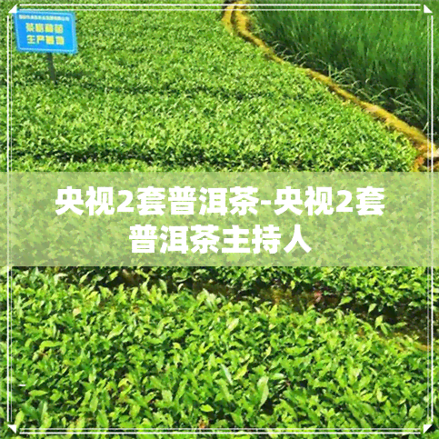 央视2套普洱茶-央视2套普洱茶主持人