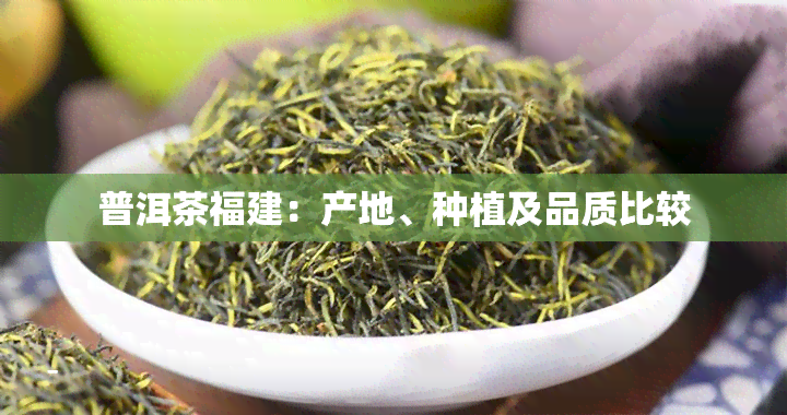 普洱茶福建：产地、种植及品质比较