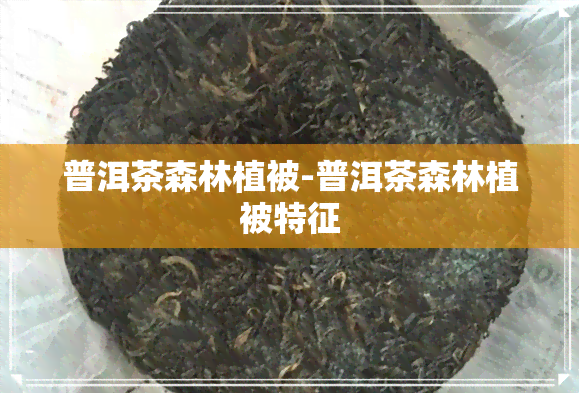 普洱茶森林植被-普洱茶森林植被特征