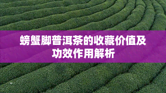 螃蟹脚普洱茶的收藏价值及功效作用解析