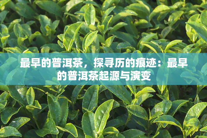 最早的普洱茶，探寻历的痕迹：最早的普洱茶起源与演变