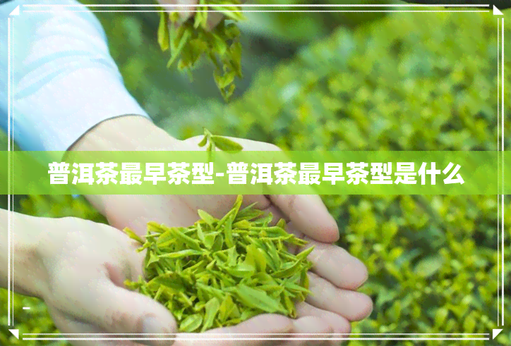 普洱茶最早茶型-普洱茶最早茶型是什么