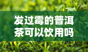 发过霉的普洱茶可以饮用吗？有害吗？原因是什么？