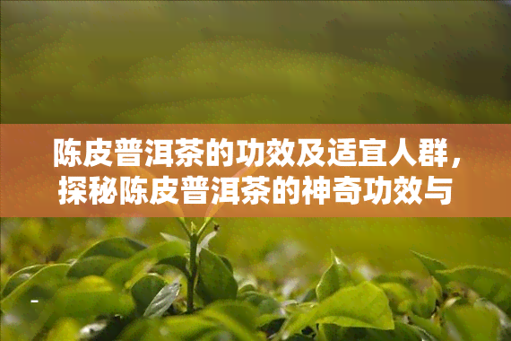 陈皮普洱茶的功效及适宜人群，探秘陈皮普洱茶的神奇功效与适用人群