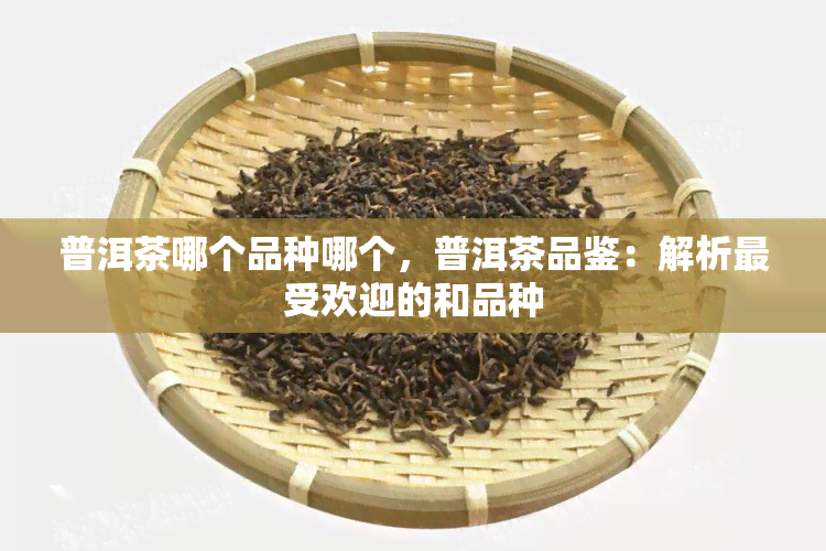 普洱茶哪个品种哪个，普洱茶品鉴：解析更受欢迎的和品种