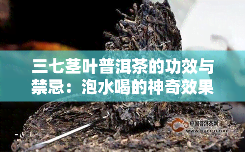 三七茎叶普洱茶的功效与禁忌：泡水喝的神奇效果及其注意事项