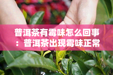 普洱茶有霉味怎么回事：普洱茶出现霉味正常吗？如何处理？