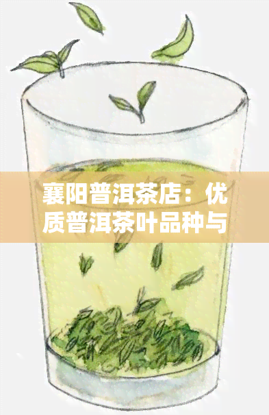 襄阳普洱茶店：优质普洱茶叶品种与购买指南，品茗体验及冲泡技巧分享