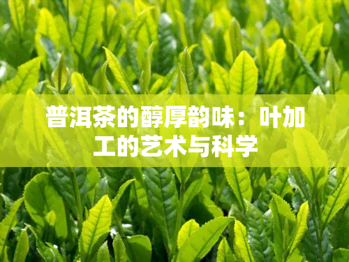 普洱茶的醇厚韵味：叶加工的艺术与科学